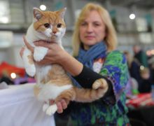 ЗООМИР. Выставка животных