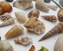 Поделки из ракушек своими руками