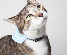 Именная бандана для любимца