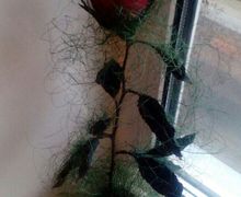 Роза "Жозефина"