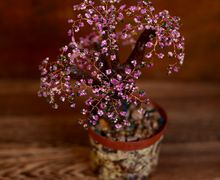 Дерево из бисера