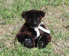 Мутоновый мишка Дениска.