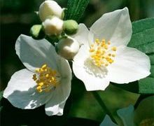 Жасмин и Кокос