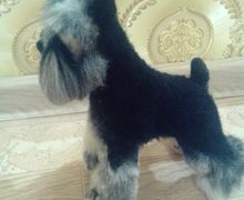 Ризеншнауцер