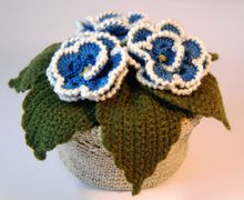 Фиалка голубая