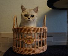 Корзина для фруктов