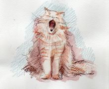 Открытка "котик"