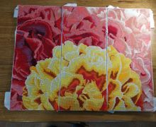 Желто-красные Пионы