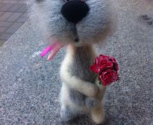 Питерский кот с букетом