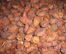 Шишки стланника