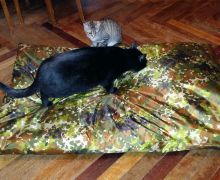 Матрас для большой собаки