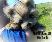 Йоркширский терьер