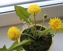 Одуванчики из полимерной глины (холодного фарфора)