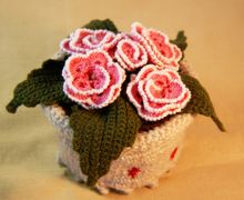 Фиалка розовая