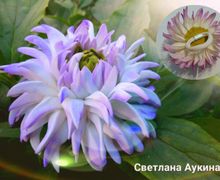 Резиночка для волос