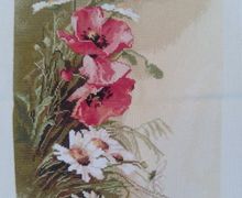 Маки полевые