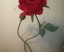 Ростовой пион