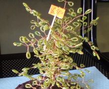 Дерево из бисера, подарок