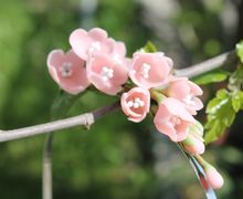 Ободок "Веточка сакуры"