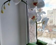 Орхидея  Phalaenopsis из фоамирана