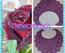 Шаль "Лепестки роз"