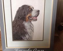 картина"Бернский зенненхунд "