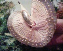 Птица с золотым оперением.