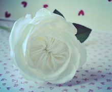 Пионовидная роза