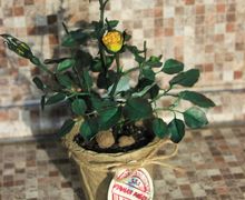 Роза в горшке