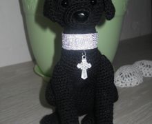 черный лабрадор