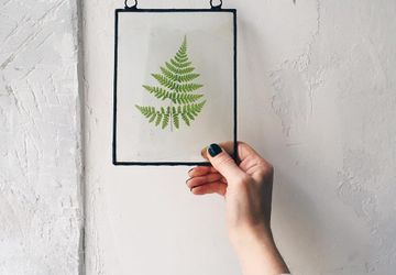 Флорариумы. Гербарии. Витражи