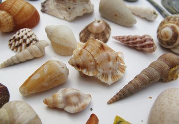 Поделки из ракушек своими руками