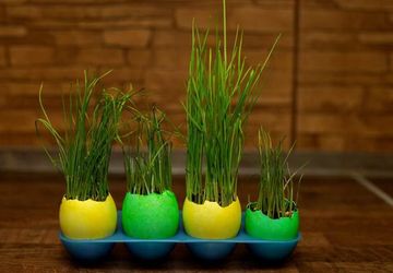 Мини-огород к Пасхе