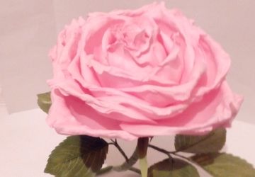 Интерьерная роза