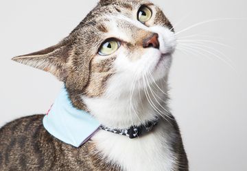 Именная бандана для любимца