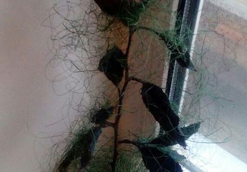 Роза "Жозефина"