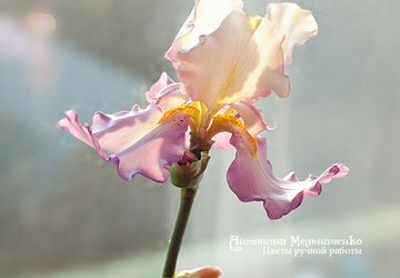 Мастер-класс "Ирис полноразмерный" - 24-25 августа (будни)