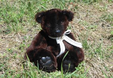 Мутоновый мишка Дениска.