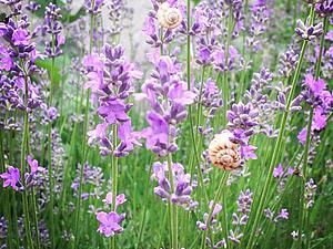 Спешите! Ограниченный набор на обучение он-лайн технике декупаж.