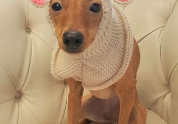 Шапка "Олень" для собаки