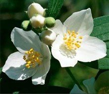 Жасмин и Кокос