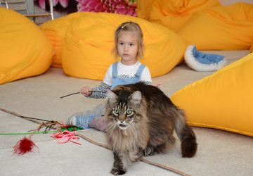 Международная выставка кошек в Пензе.