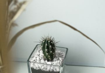 Кактусы и суккуленты в прозрачных кашпо