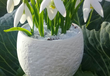 подснежники