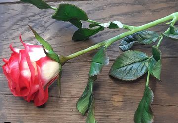 Роза из холодного фарфора