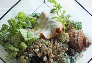 ФЛОРАРИУМ LIVING OCEAN GREEN