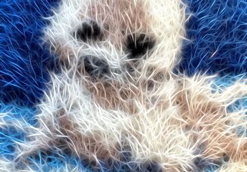 Морской котик