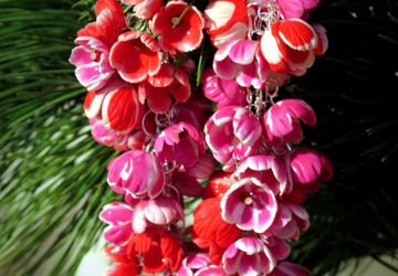 Колье Радость