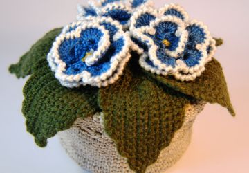 Фиалка голубая