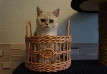 Корзина для фруктов